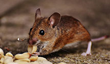 24 Hour & Emergency Exterminators in Willow Spgs, IL